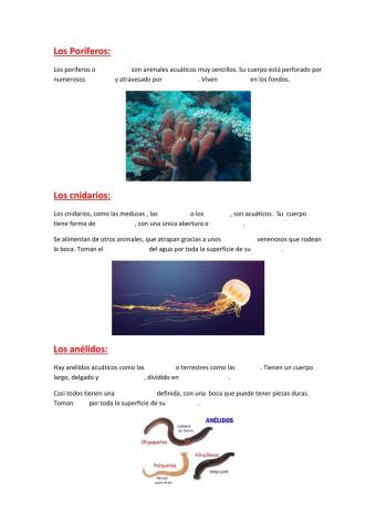 Los poríferos, los cnidarios y los anélidos