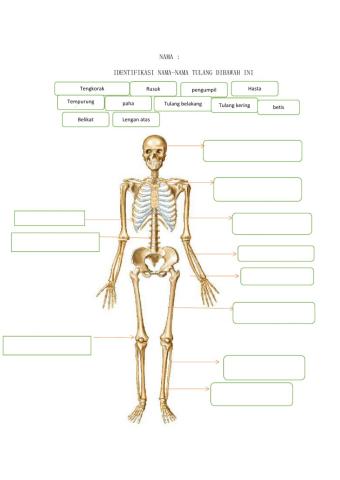 Latihan menyusun kerangka tulang manusia