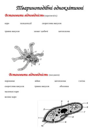 Одноклітинні твариноподібні