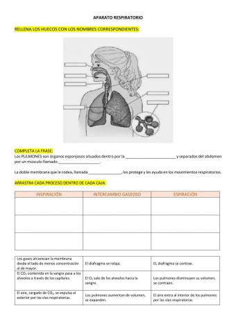 Aparato respiratorio