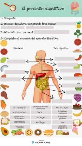 El proceso digestivo