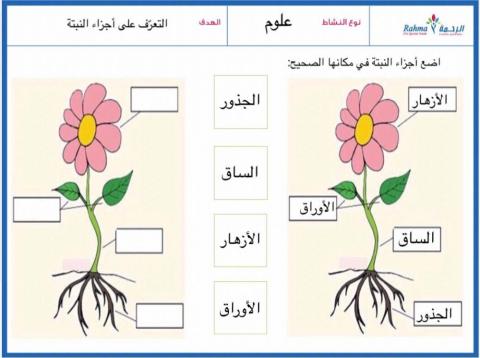 النباتات