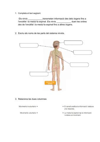 El sistema nirviós