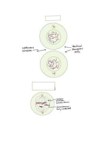 Mitosis