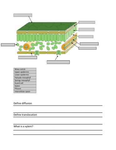 Plant physiology