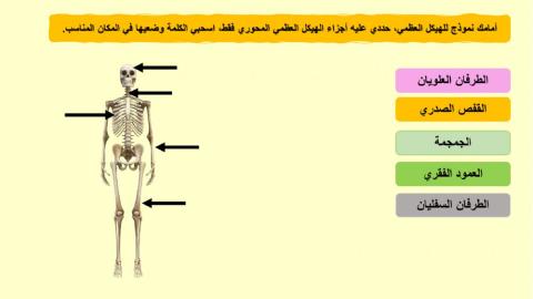 الهيكل العظمي