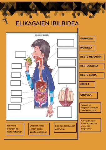 Elikagaien ibilbidea