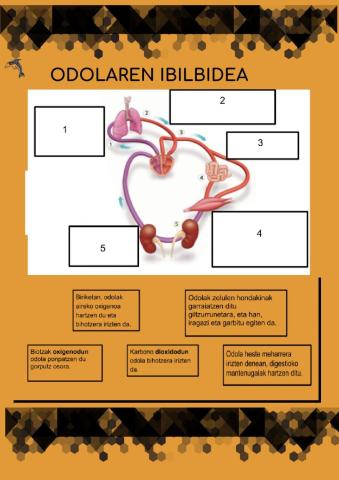 Odolaren ibilbidea