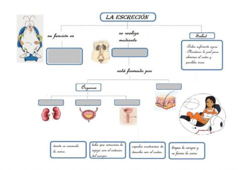 Aparato Excretor. Esquema