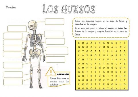 Los huesos