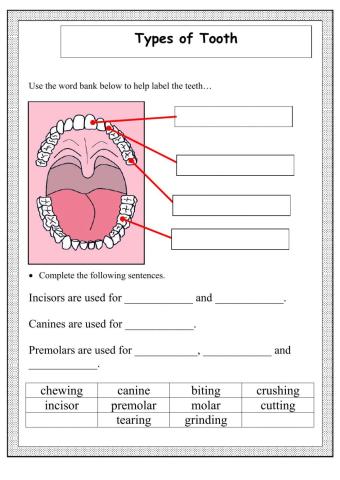 Type of teeth