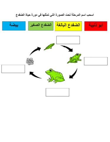 دورة الضفدع