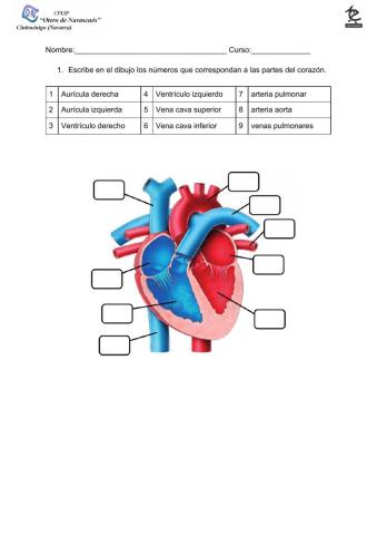 Corazón