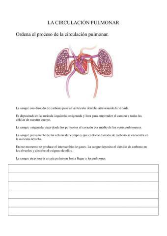 Circulación pulmonar