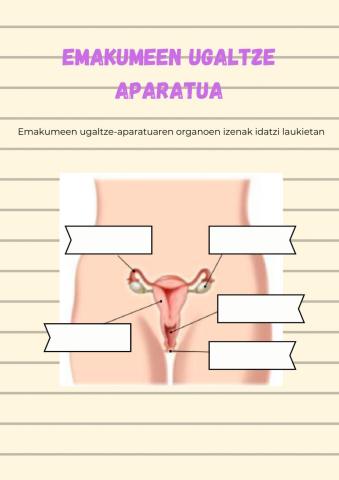 Emakumeen ugaltze-aparatua