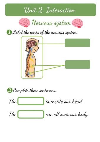 Unit 2. NERVOUS SYSTEM