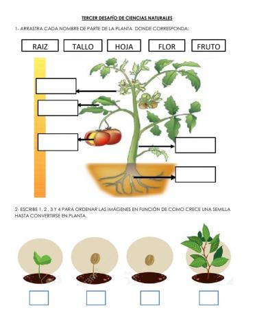 DESAFÍO DE CIENCIAS NATURALES