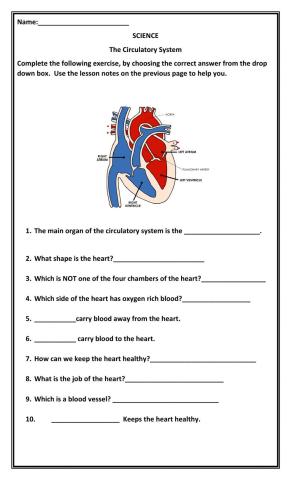 The Circulatory System