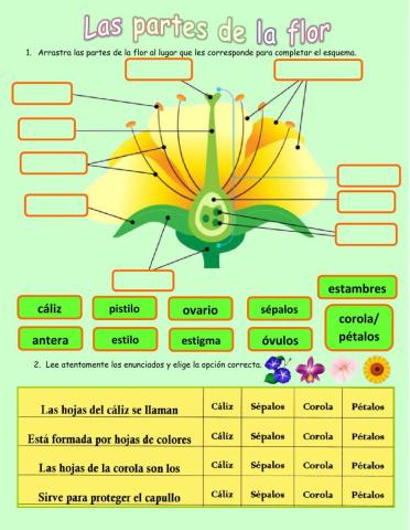 Las partes de la flor