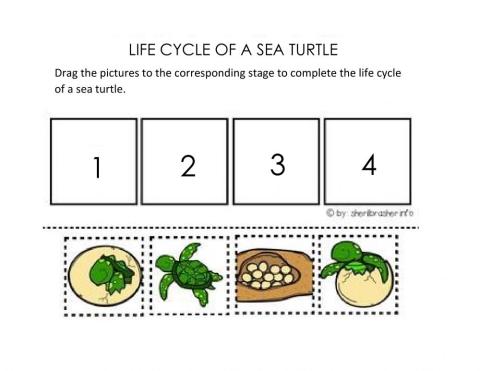 Life cycle of a sea turtle