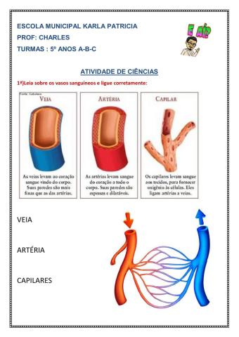 Sistema circular sanguíneo