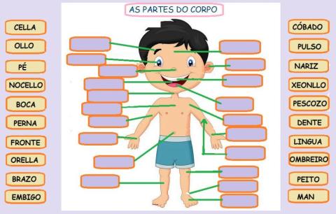 As partes do corpo