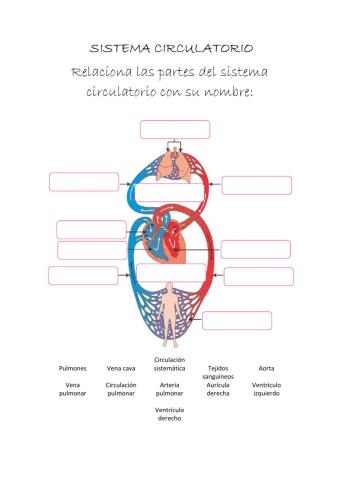 El sistema ciruclatorio