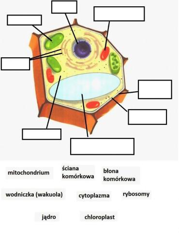 Budowa komórki roślinnej