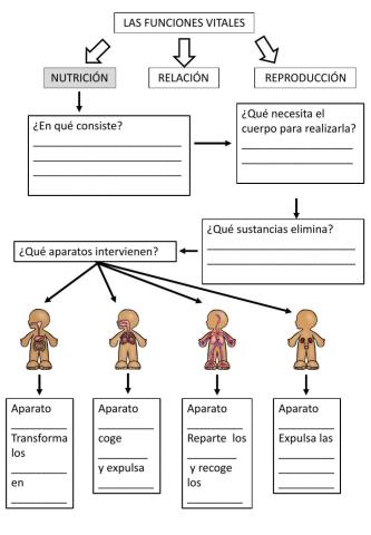 Función de Nutrición