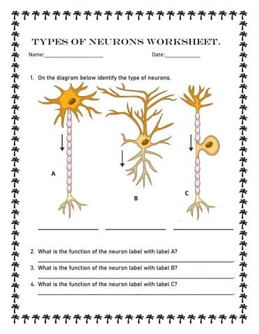 Types of Neurons