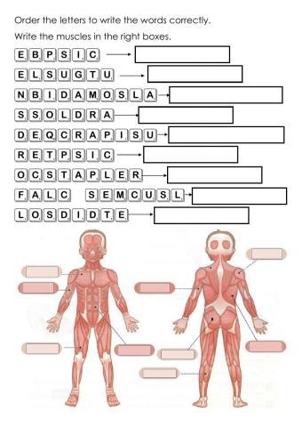 Muscular system