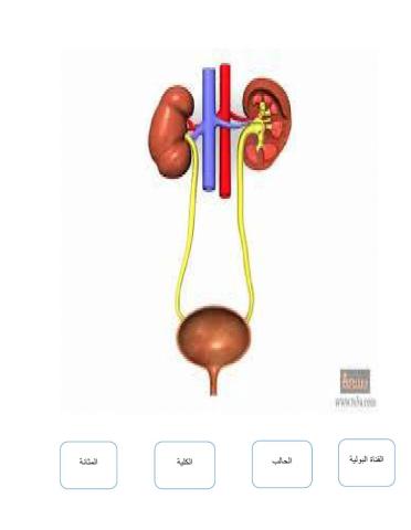 الرد: نشاط