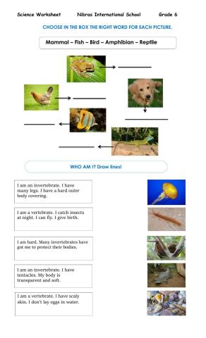 vertebrates and invertebrates worksheet