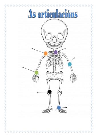 As articulacións