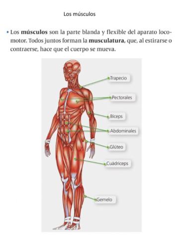 Sistema Locomotor: Músculos