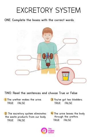 The excretory system