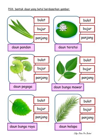 MEMERHATI BENTUK DAUN