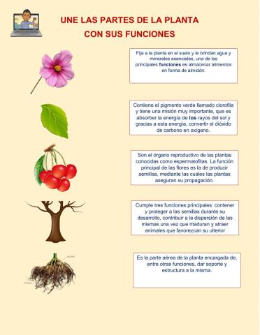 Funciones de las partes de la planta