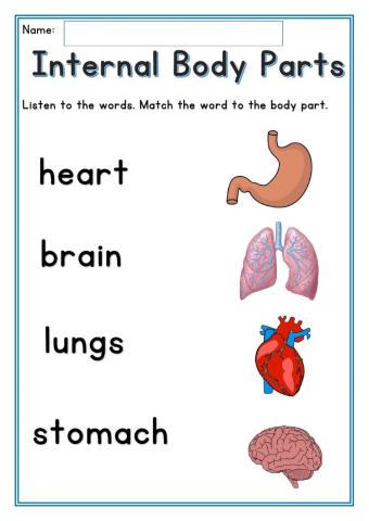 Internal Body Parts