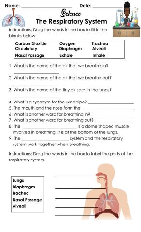 The Respiratory System