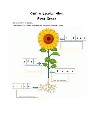 Parts of a plant