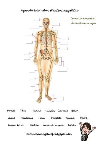 El sistema esquelético