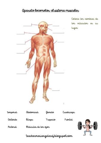 El sistema muscular