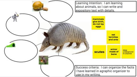 Armadillo labeling