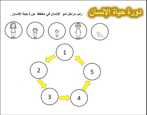 دورة حياة الإنسان