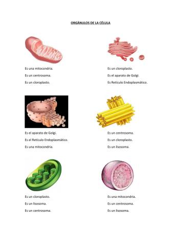 Orgánulos de la célula