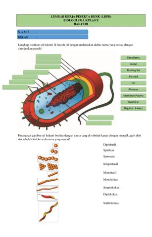 Lkpd-biologi x-bakteri