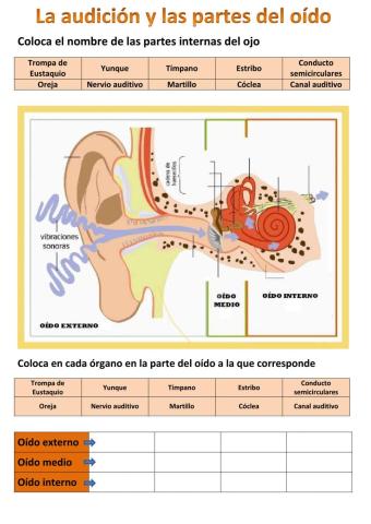 El oído