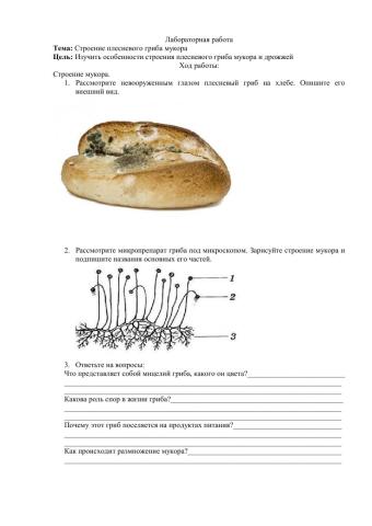 Строение Мукора. Лабораторная работа