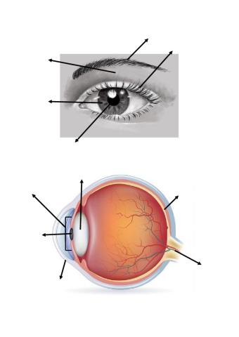 Parts of the eye